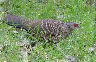 Kalij pheasant, female